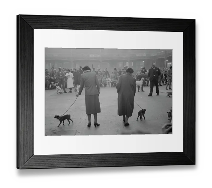 Framed Print : Crufts Dog Show Framed Print : Crufts Dog Show