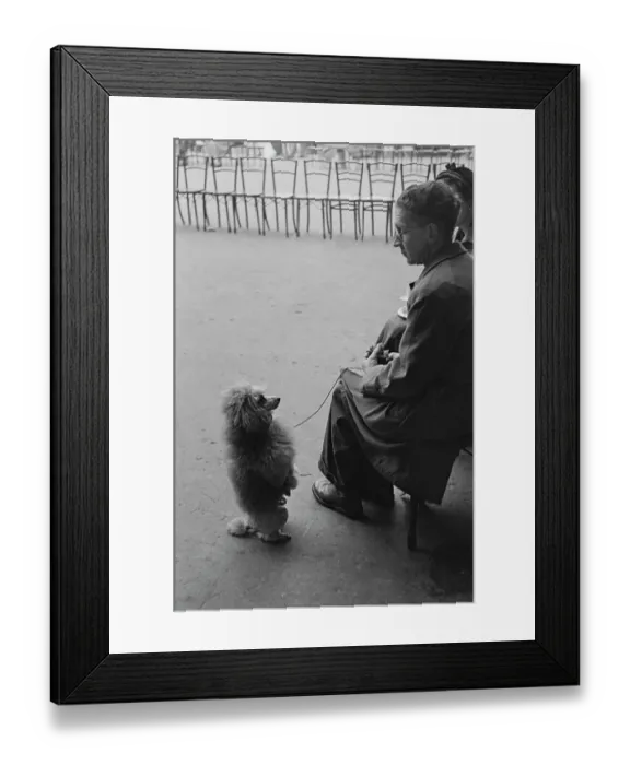 Framed Print : Waiting At Crufts Framed Print : Waiting At Crufts