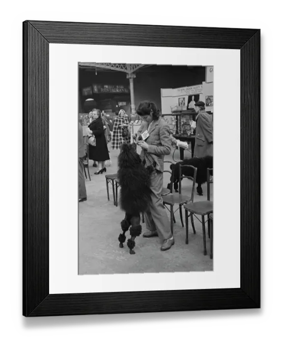 Framed Print : Poodle At Crufts Framed Print : Poodle At Crufts