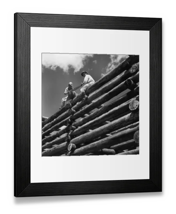 Framed Print : Log Pile. Loggers at work in Uganda, circa 1951 Framed Print : Log Pile. Loggers at work in Uganda, circa 1951