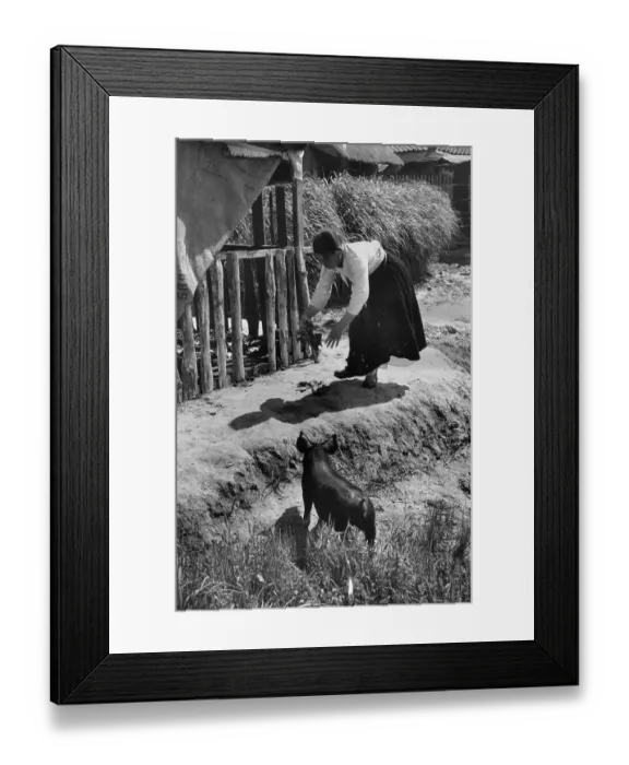 Framed Print : Pig Feeding Framed Print : Pig Feeding