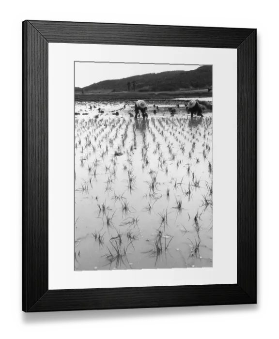Framed Print : Paddy Field Framed Print : Paddy Field