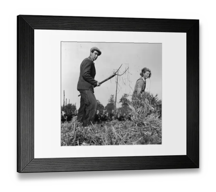 Framed Print : Farm Work. 1954: A couple working on a turkey farm Framed Print : Farm Work. 1954: A couple working on a turkey farm