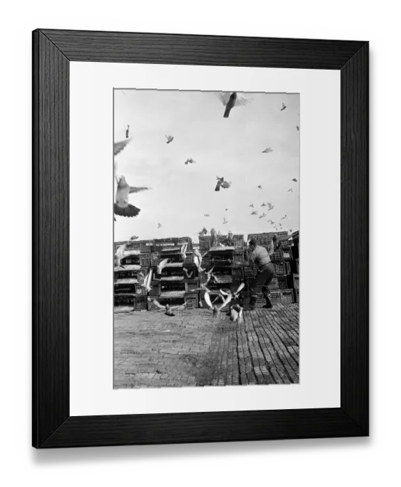 Framed Print : Racing Pigeons Framed Print : Racing Pigeons