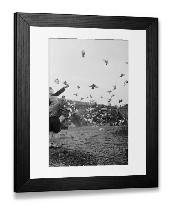 Framed Print : Pigeons Aloft Framed Print : Pigeons Aloft