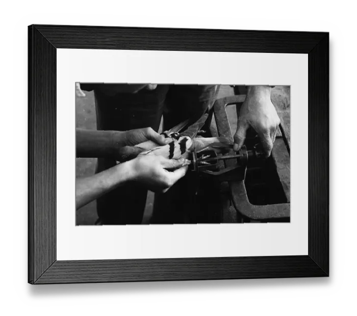 Framed Print : Pigeon Identification Framed Print : Pigeon Identification