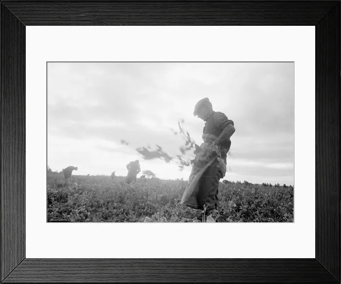 Framed Print : Pea Picker Framed Print : Pea Picker