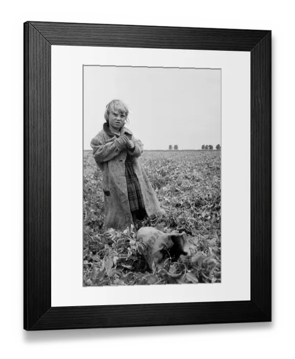 Framed Print : Young Pea Picker Framed Print : Young Pea Picker