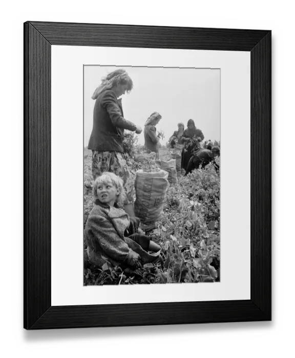 Framed Print : Peapicking Framed Print : Peapicking