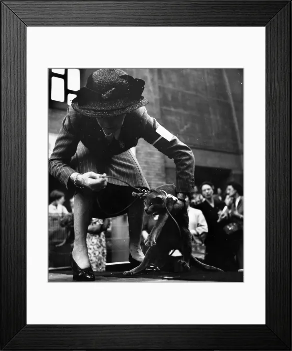 Framed Print : Adjusting Cat's Lead Framed Print : Adjusting Cat's Lead