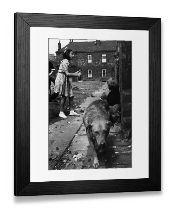 Framed Print : Ball Game. 1951: Children playing with an old tyre Framed Print : Ball Game. 1951: Children playing with an old tyre
