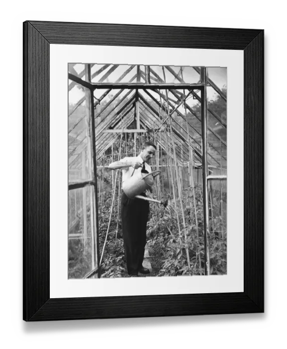 Framed Print : Watering Tomatoes Framed Print : Watering Tomatoes