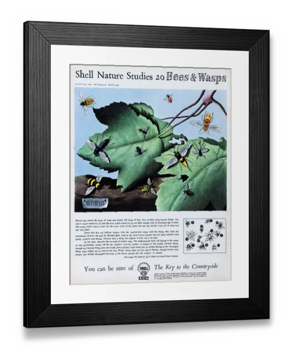 Framed Print : Shell Nature Studies 20 Framed Print : Shell Nature Studies 20