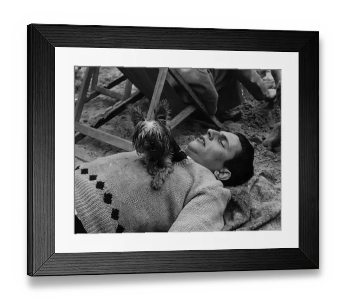 Framed Print : Guard Dog. July 1956: A tiny Yorkshire terrier guards his master asleep Framed Print : Guard Dog. July 1956: A tiny Yorkshire terrier guards his master asleep