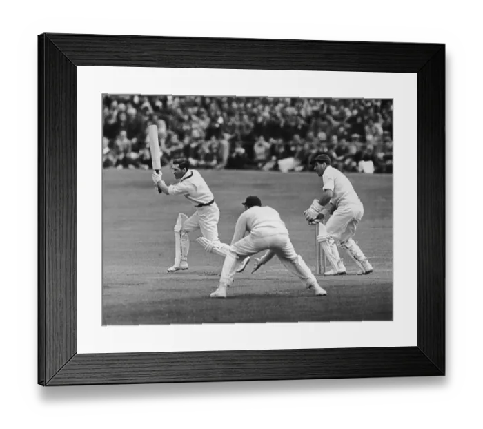 Framed Print : Harvey Bats Framed Print : Harvey Bats
