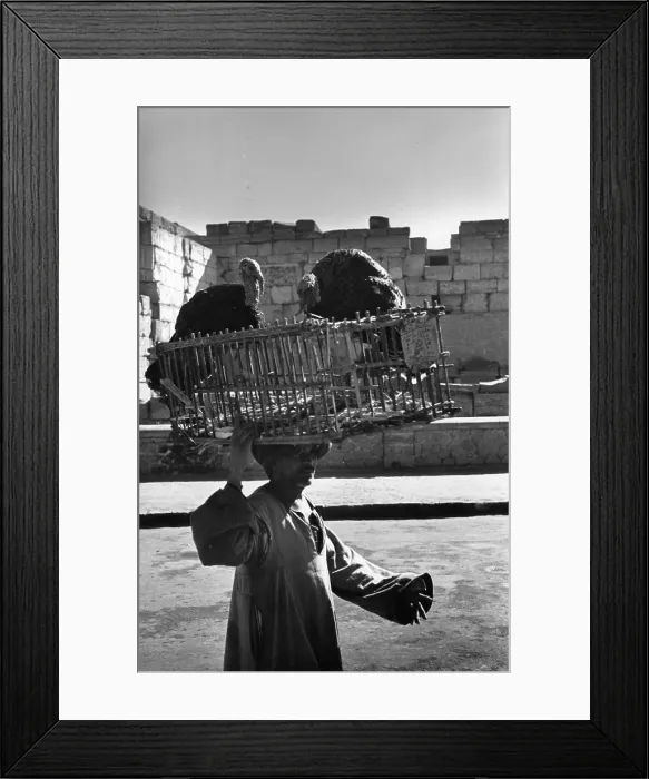 Framed Print : Turkey Head Framed Print : Turkey Head