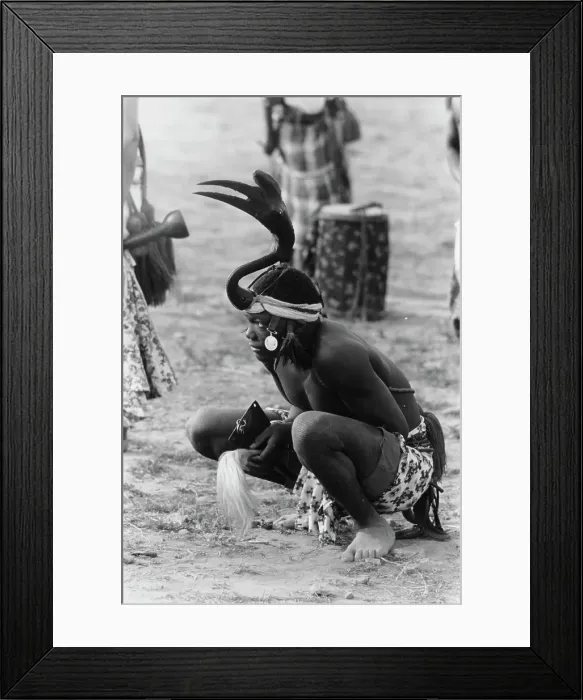 Framed Print : Royal Hornbill Framed Print : Royal Hornbill