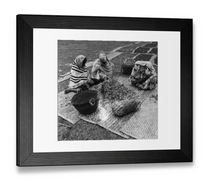 Framed Print : Clove Industry Framed Print : Clove Industry