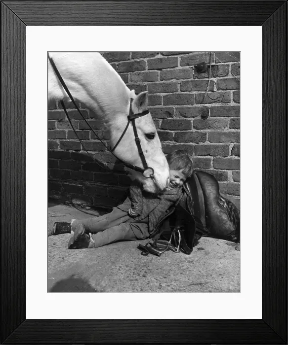 Framed Print : Sleeping Owner Framed Print : Sleeping Owner