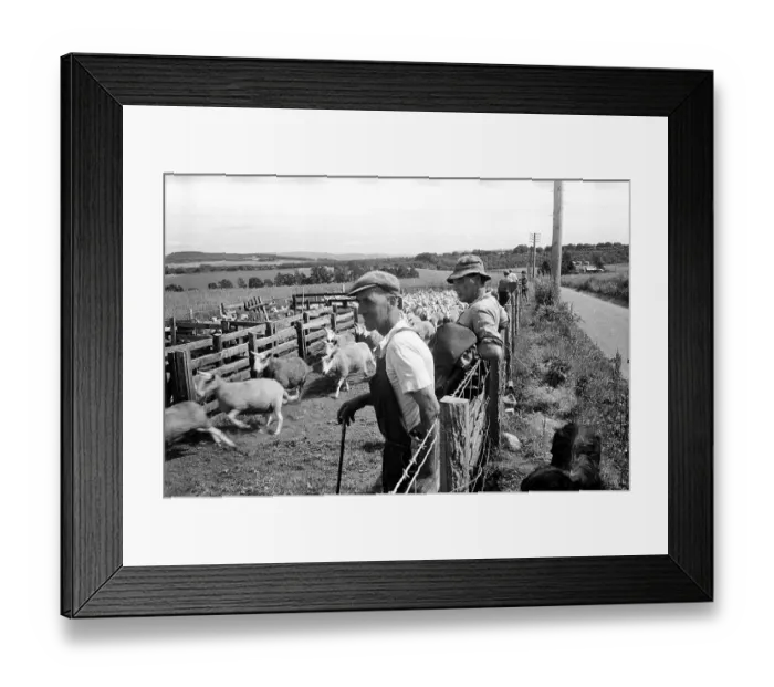 Framed Print : Highland Sheep Framed Print : Highland Sheep