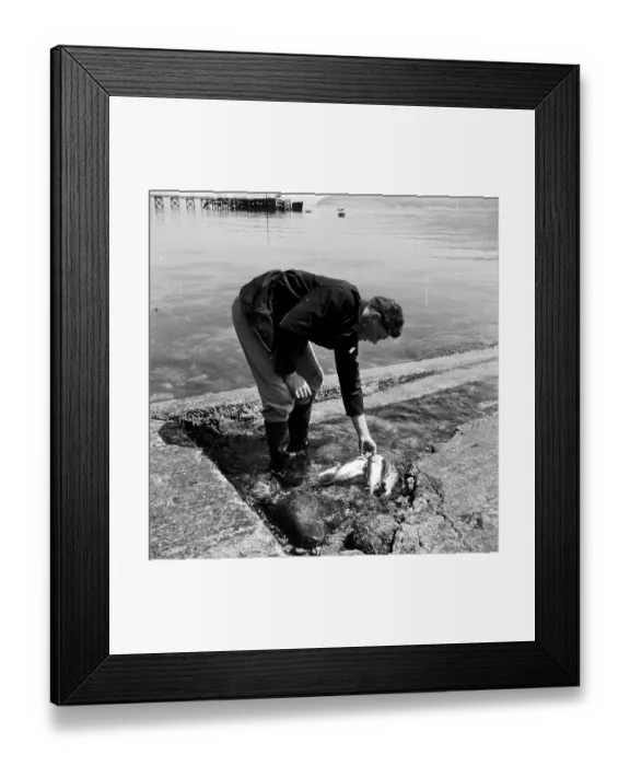 Framed Print : Fresh Fish Framed Print : Fresh Fish