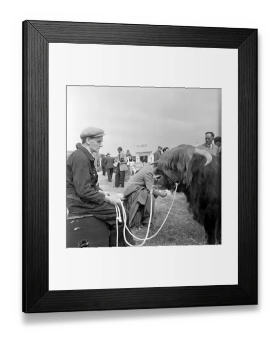 Framed Print : Highland Cattle Framed Print : Highland Cattle
