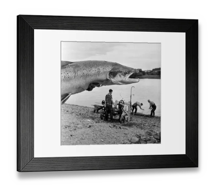 Framed Print : Scottish Salmon Framed Print : Scottish Salmon