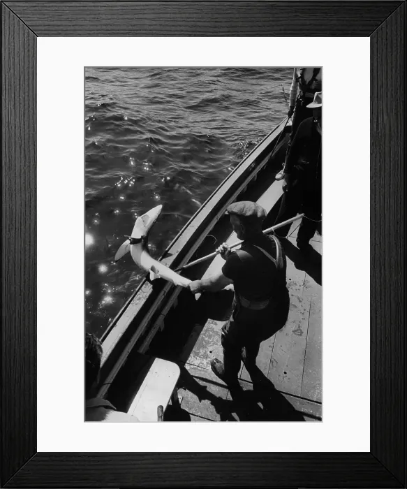 Framed Print : Shark In Looe Framed Print : Shark In Looe