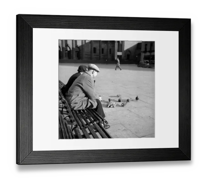 Framed Print : Feeding Pigeons Framed Print : Feeding Pigeons