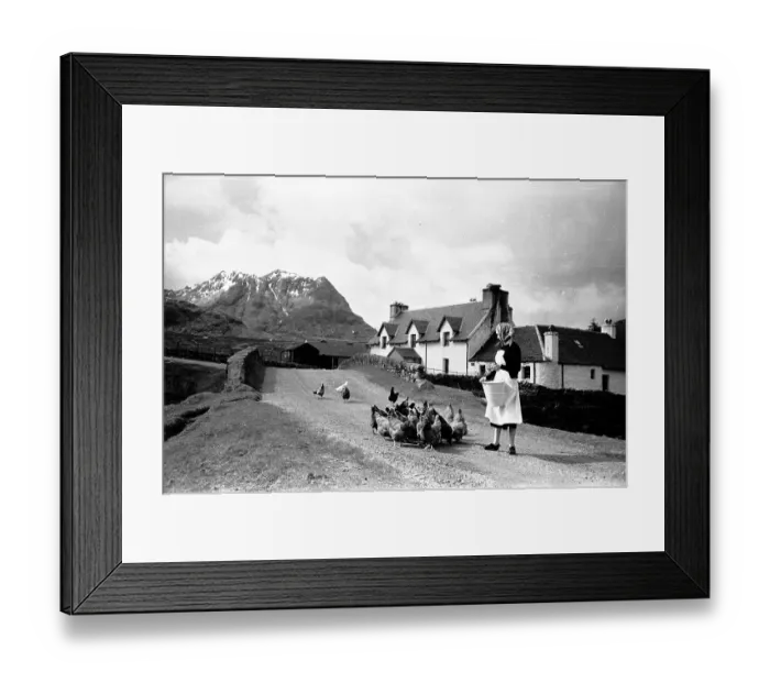 Framed Print : Chicken Feed Framed Print : Chicken Feed