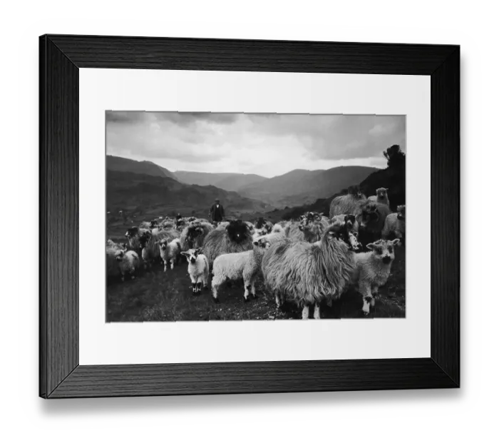Framed Print : Hardwick Sheep Framed Print : Hardwick Sheep