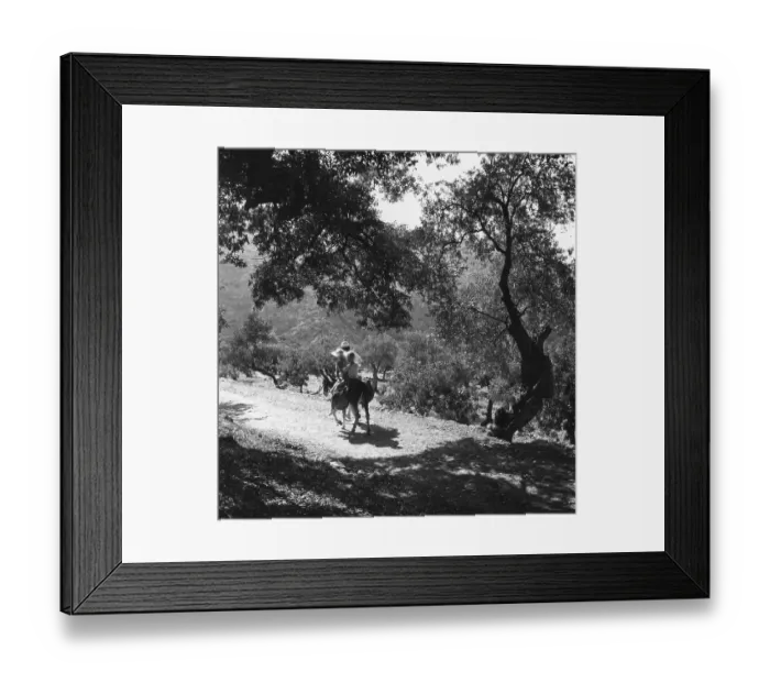 Framed Print : Olive Grove Framed Print : Olive Grove