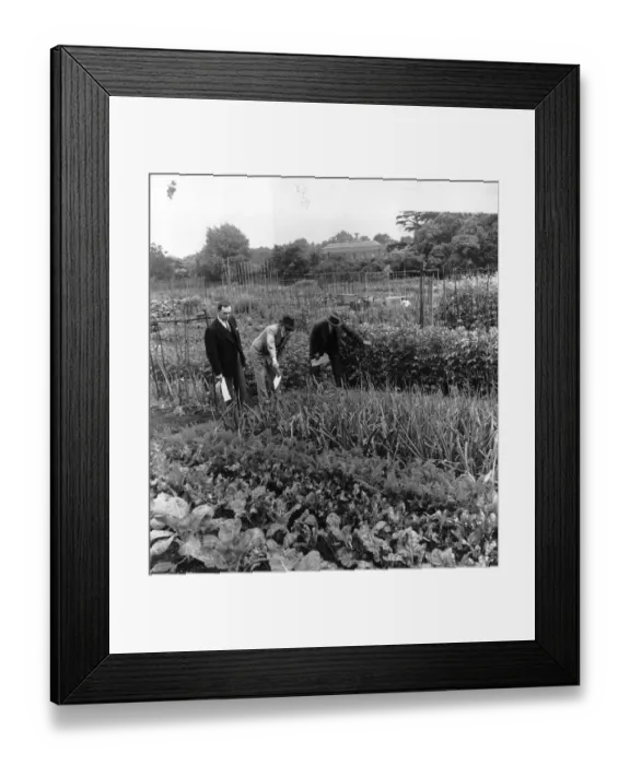 Framed Print : Allotment Competition Framed Print : Allotment Competition