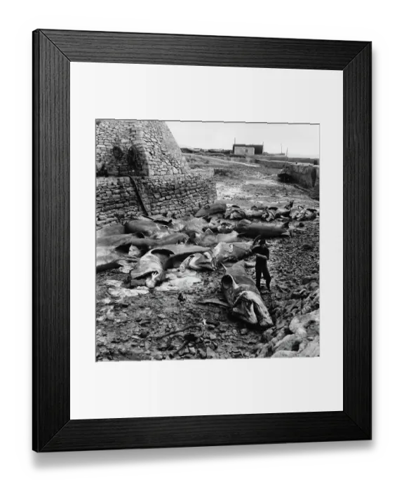 Framed Print : Dead Sharks Framed Print : Dead Sharks