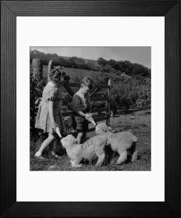 Framed Print : Feeding Lambs