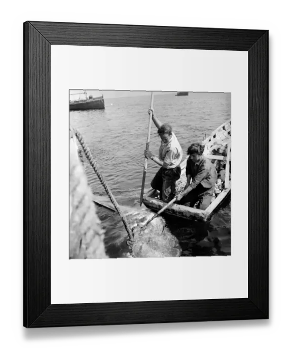 Framed Print : Speared Shark Framed Print : Speared Shark