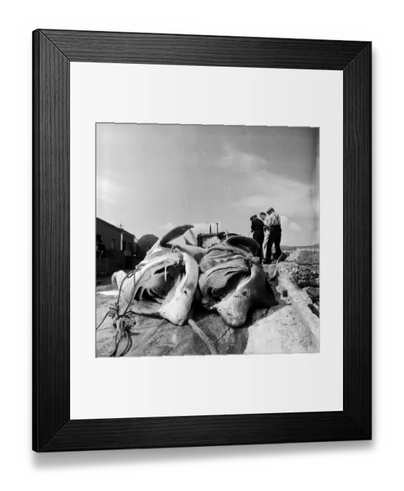 Framed Print : Dead In Dock
