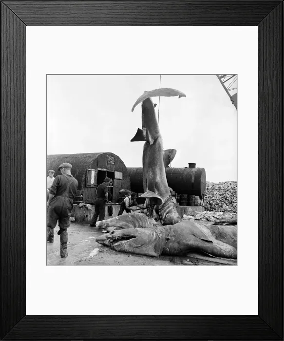 Framed Print : Hanging Shark