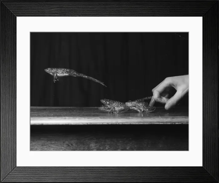 Framed Print : Leap-Frog. July 1954: A frog is encouraged to leap in this double exposure shot Framed Print : Leap-Frog. July 1954: A frog is encouraged to leap in this double exposure shot
