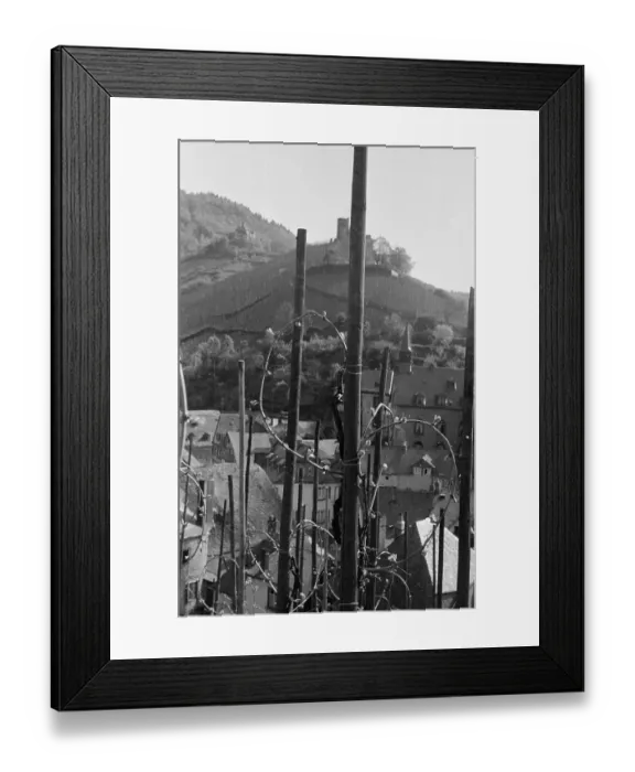 Framed Print : Rhine Vineyard Framed Print : Rhine Vineyard