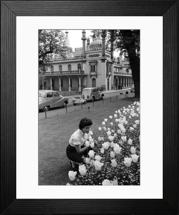 Framed Print : Brighton Tulips Framed Print : Brighton Tulips
