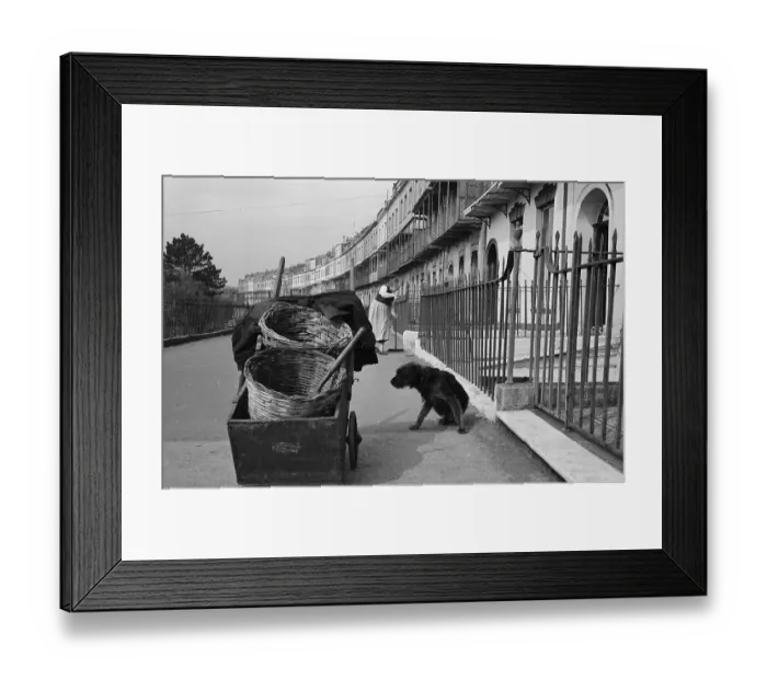 Framed Print : Crescent Dog Framed Print : Crescent Dog