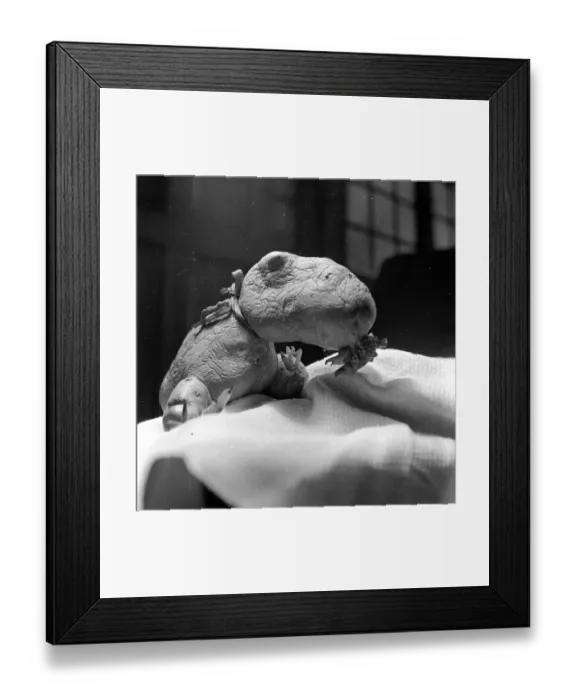 Framed Print : Mutant Potato Framed Print : Mutant Potato