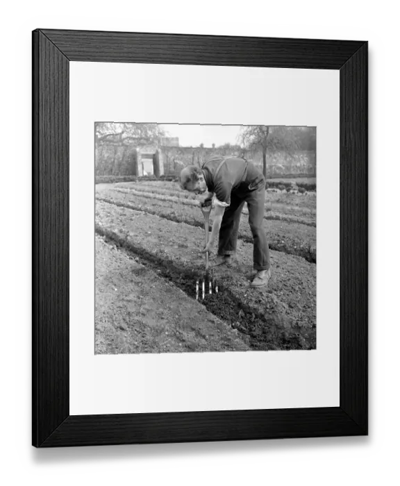 Framed Print : Planting Celery Framed Print : Planting Celery