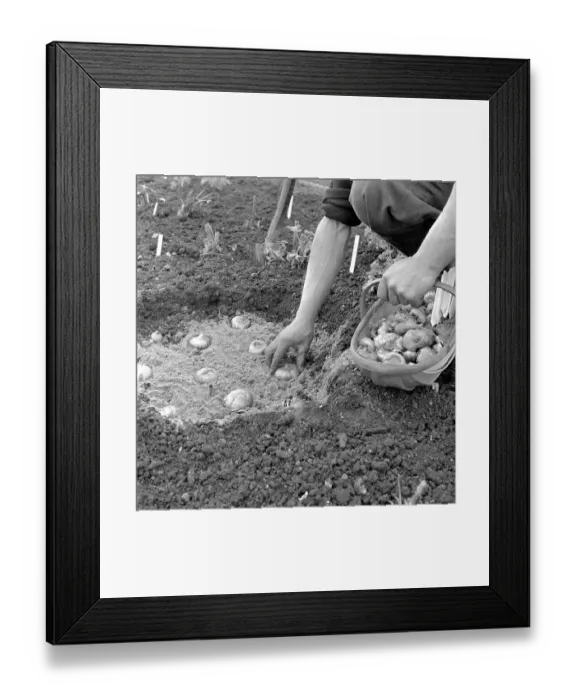 Framed Print : Planting Corms Framed Print : Planting Corms