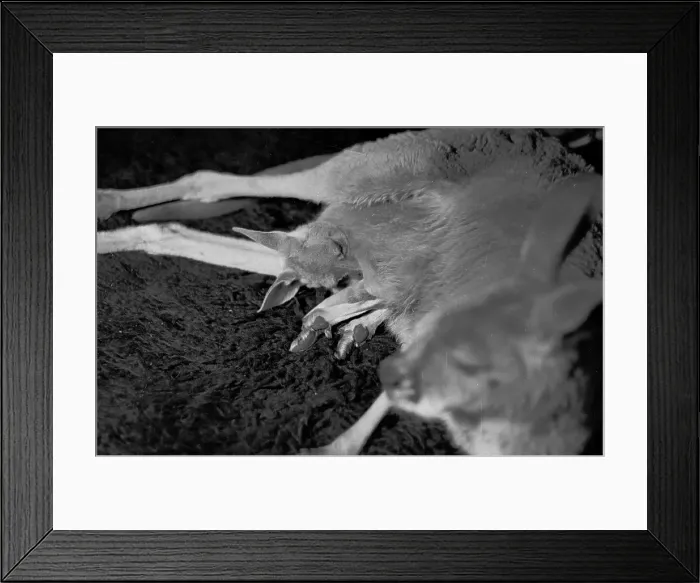 Framed Print : Mother And Child Framed Print : Mother And Child