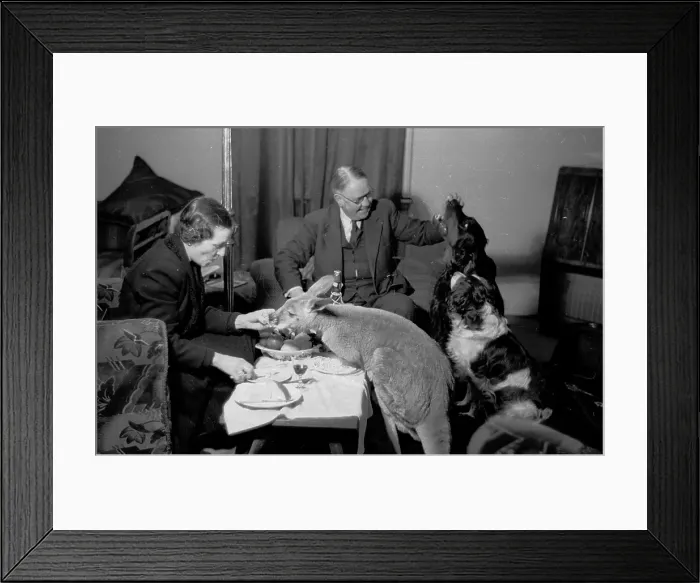 Framed Print : Marsupial Guest Framed Print : Marsupial Guest