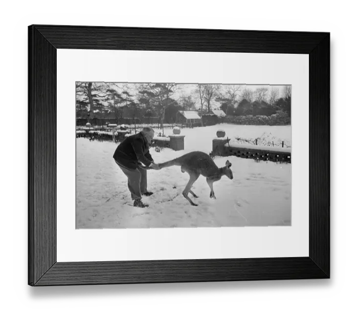 Framed Print : Kangaroo In The Snow Framed Print : Kangaroo In The Snow
