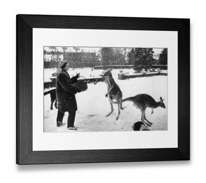 Framed Print : Australian Pets Framed Print : Australian Pets