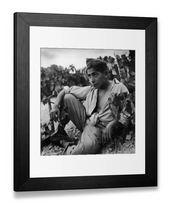 Framed Print : Spanish Grape Picker Framed Print : Spanish Grape Picker
